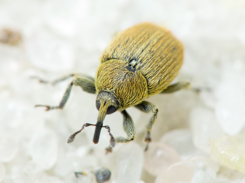 Rhinusa neta (Germar, 1821)
